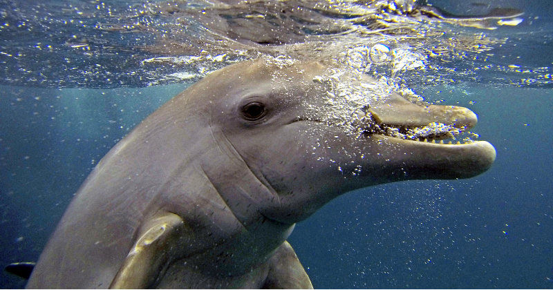 Delfin i naturserien "Delfinernas hemliga liv" i SVT Play
