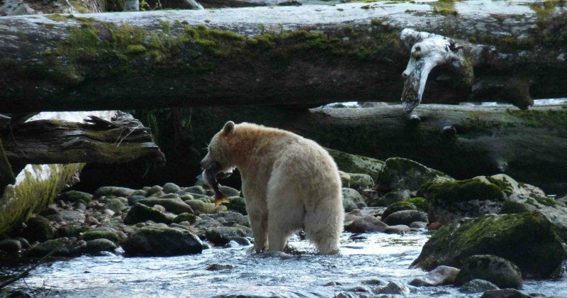 Vit svartbjörn i naturfilmen "Den vita svarta björnen" i SVT Play