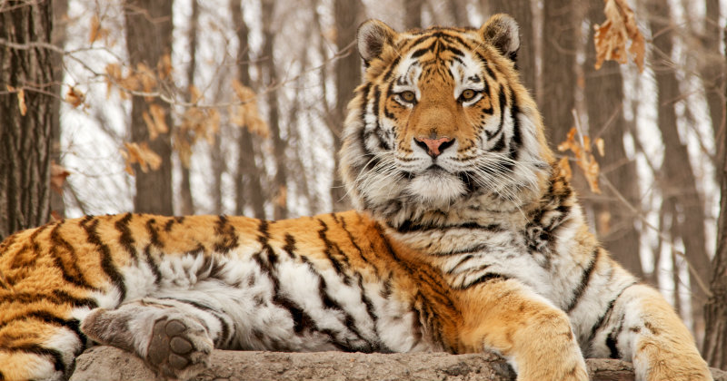 Sibirisk tiger i dokumentären "Jakten på den sibiriska tigern" i SVT Play