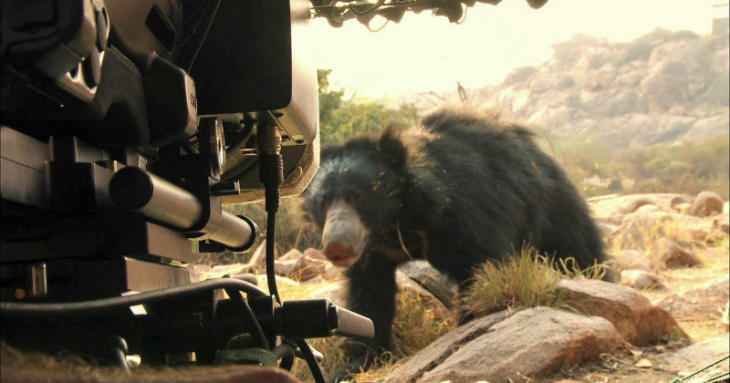 Den riktiga Baloo i "Hemma hos Baloo - bakom kameran" i SVT Play