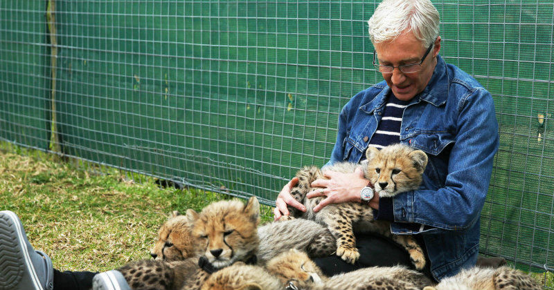 Paul O'Grady med leopardungar i dokumentärserien "Paul O'Gradys föräldralösa djur" i TV4 Play