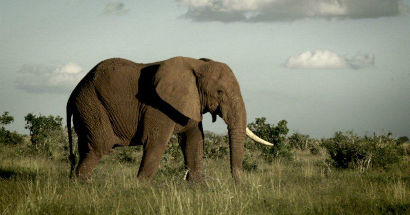 Elefant i dokumentären De sista elefanterna i SVT Play