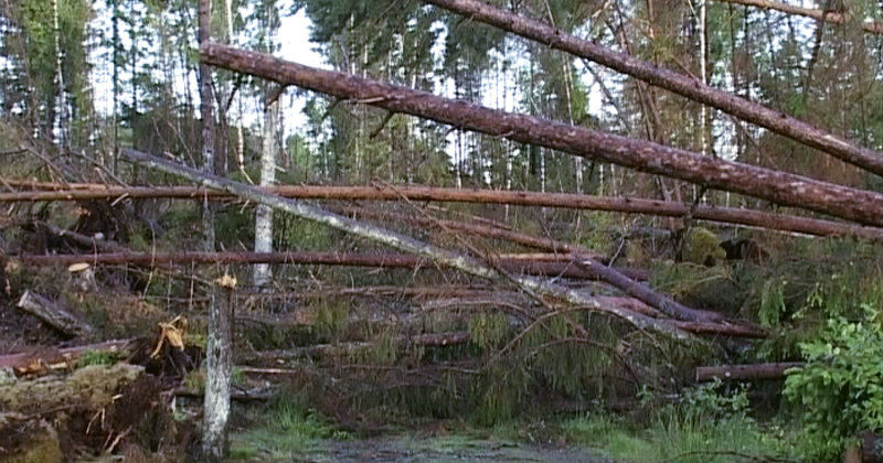Skövlad skog efter stormen Gudruns framfart i Det var en gång en skog i SVT Play