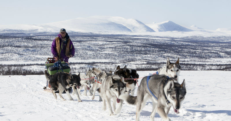 Nicklas Blom med hundspann i dokumentären Heading north - en annorlunda resa i SVT Play