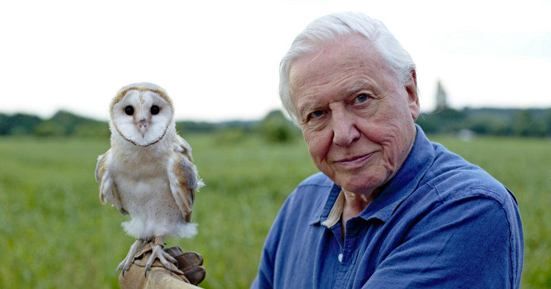 David Attenborough i naturserien Konsten att flyga i SVT Play
