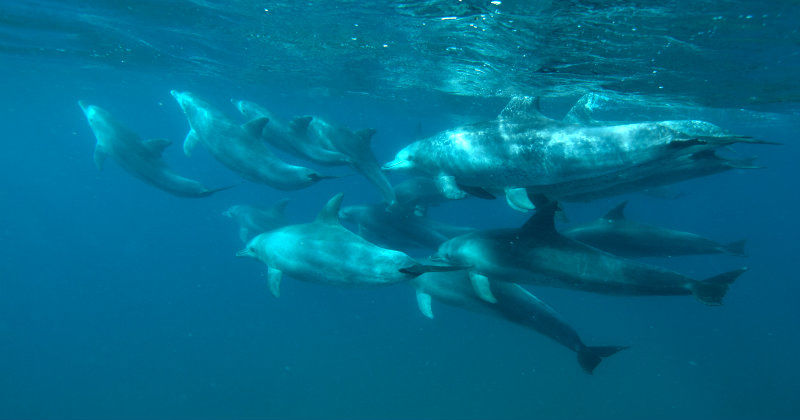 Delfiner i naturfilmen "Delfiner - går skönhet före intelligens?" i TV10 Play