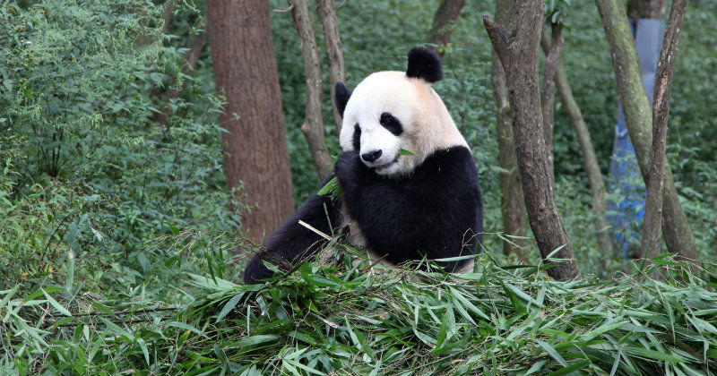 Panda i naturfilmen "Det våras för pandorna" i TV10 Play