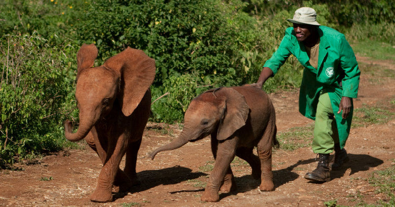 Elefanter och djurskötare i naturdokumentären "Elefantbarnhemmet" i TV10 Play