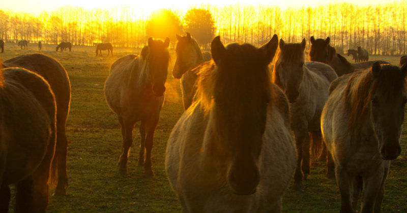 En flock hästar i naturfilmen "Europas sista vildhästar" i TV10 Play