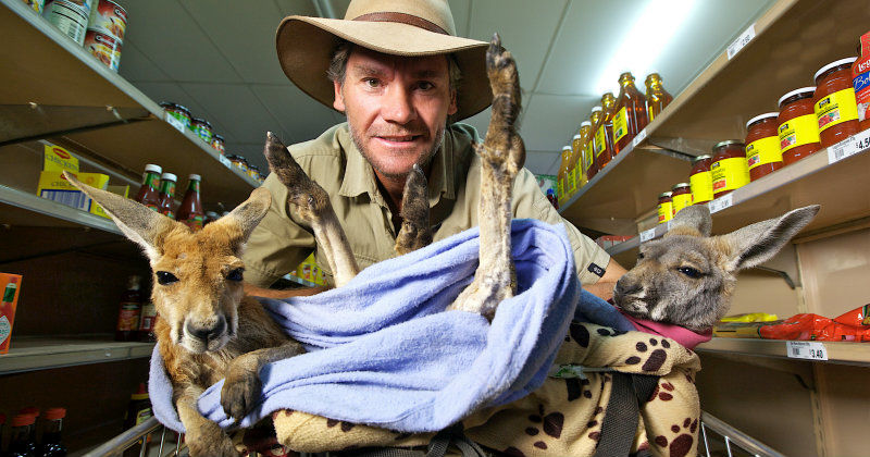 Chris "Brolga" Barnes i matbutiken med två kängurur i Kangaroo Dundee i SVT Play