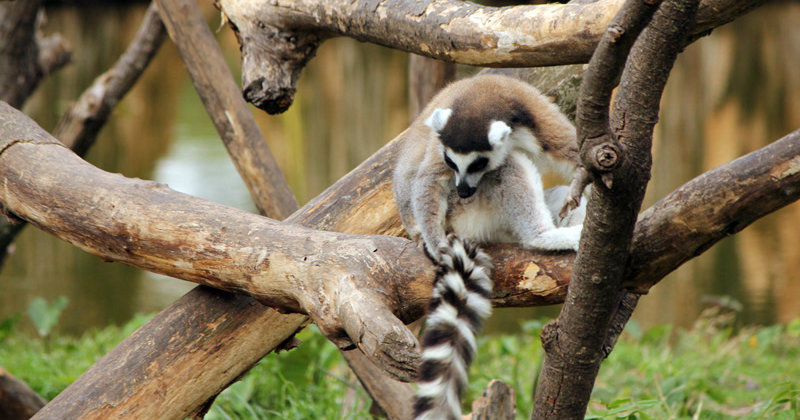 Lemur i naturfilmen "Lemurernas land" i TV10 Play