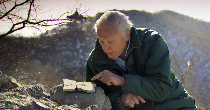 David Attenborough med fossil i dokumentären Ryggradsdjuren i SVT Play