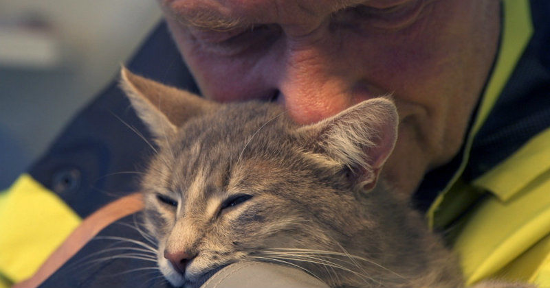 Katt med djurräddare i SOS djur i TV4 Play