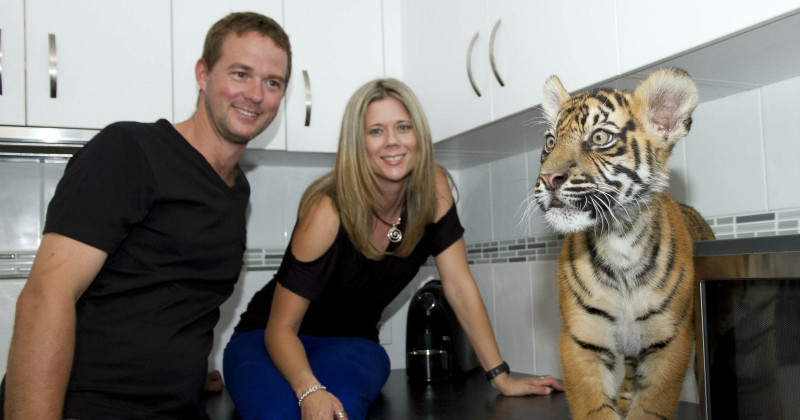 Tiger som växer upp med familj i dokumentären En tiger i soffan i SVT Play