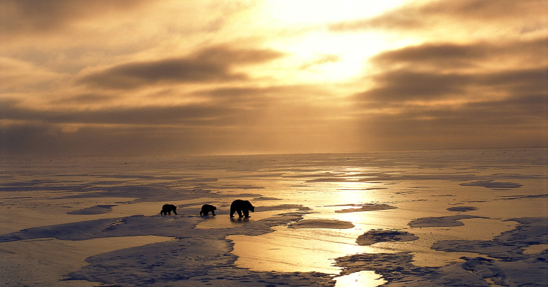 Isbjörnar i naturfilmen Earth i TV4 Play