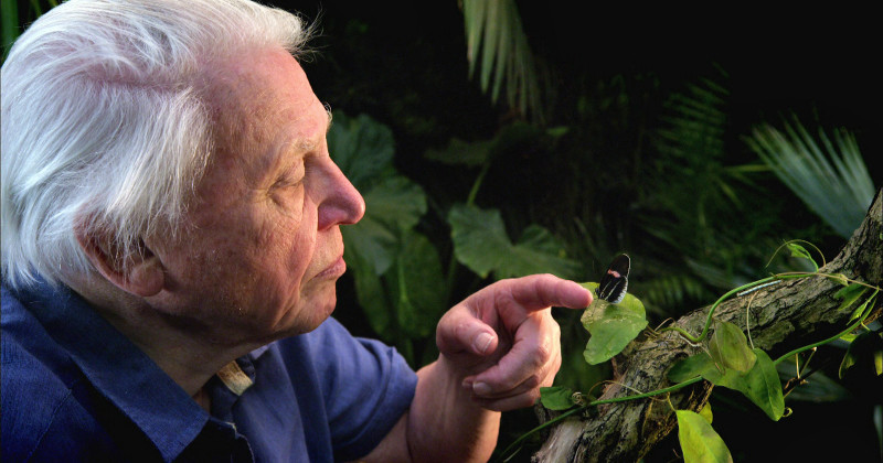 David Attenborough i naturserien Mikromonster i SVT Play
