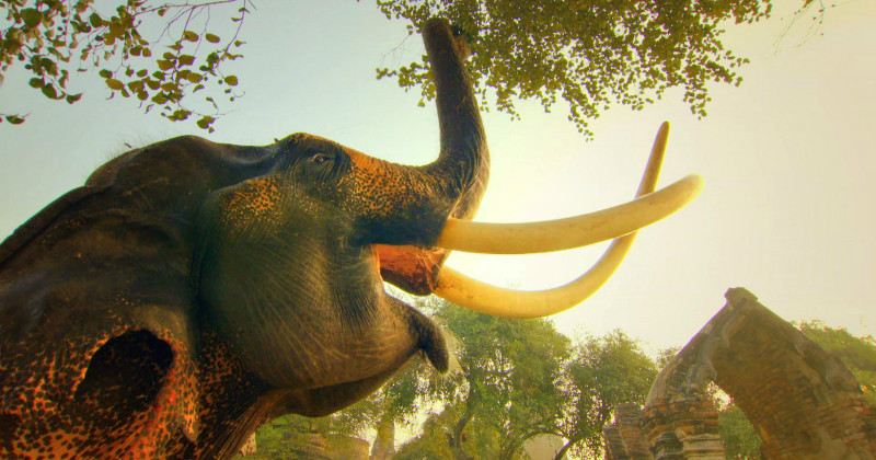 Elefant i naturserien "Sydostasiens vilda natur" i SVT Play