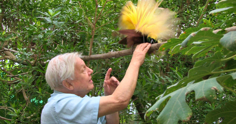 David Attenborough i naturfilmen "Attenboroughs paradisfåglar" i SVT Play