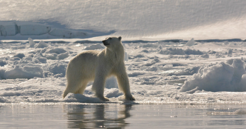 Isbjörn i naturdokumentären "Det nya Arktis" i SVT Play