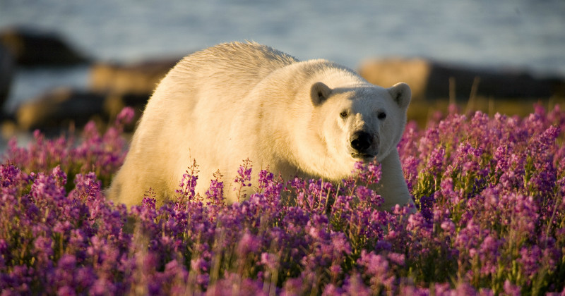 Isbjörnar i naturfilmen "Isbjörnssommar" i SVT Play