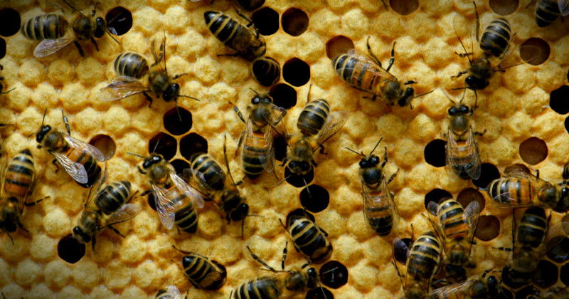Bin på honungskaka i serien "Makalösa bin" i UR Play