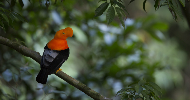 Fågel i naturserien Perus extrema natur i UR Play