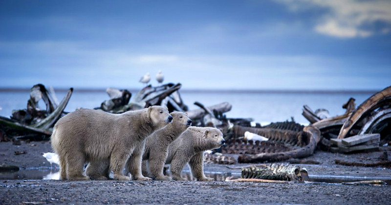 Isbjörnar i naturserien Alaska i SVT Play
