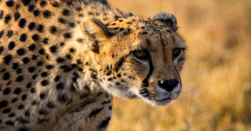 Gepard i naturserien"The Hunt" i SVT Play