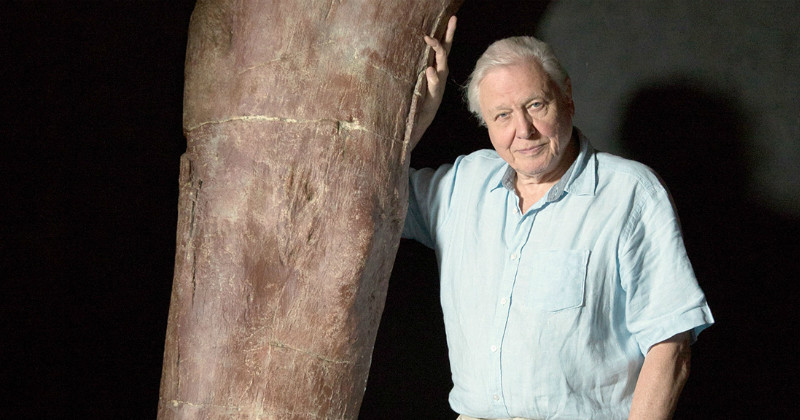 David Attenborough i dokumentären "Den gigantiska dinosaurien" i SVT Play