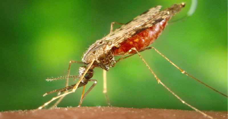 Blodsugande mygga i naturfilmen "Sanningar om mygg" i SVT Play