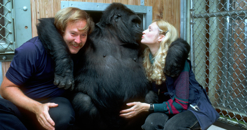 Koko med skötare i "Koko - den talande gorillan" i TV4 Play