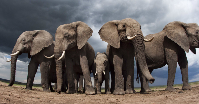 Elefanter i "Världens natur" i SVT Play