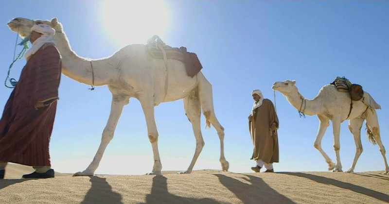 Kameler i dokumentärserien "Kameldjurens comeback" i UR Play