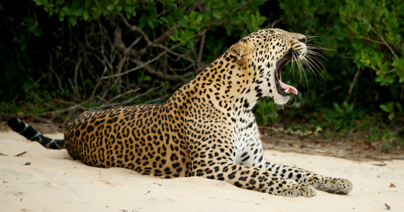 Leopard i Världens natur: Sri Lanka i SVT Play