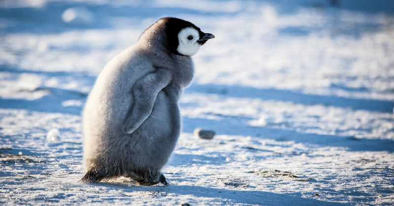 Pingvinunge i "Den lilla pingvinens vinter" i SVT Play