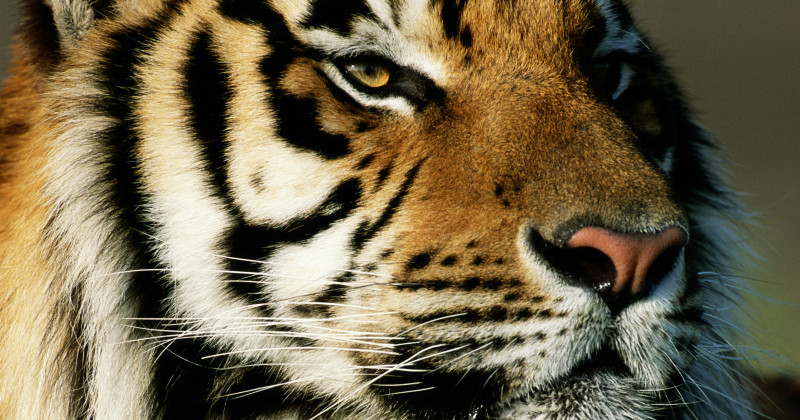 Tiger i dokumentären "En tigers resa" i SVT Play