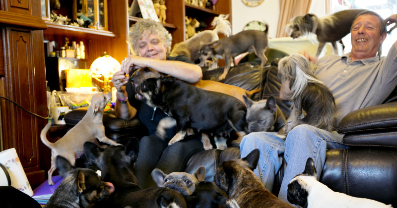 Familj med 41 hundar