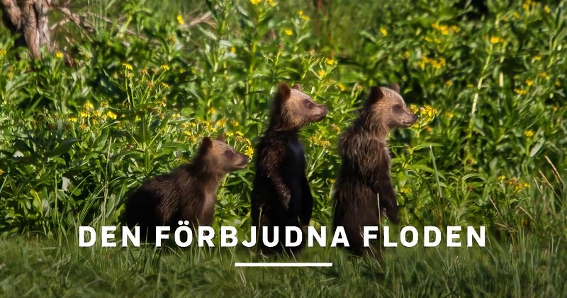 Den förbjudna floden