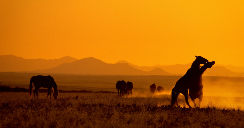 Vildhästar i naturfilmen "Afrikas vilda hästar" i SVT Play