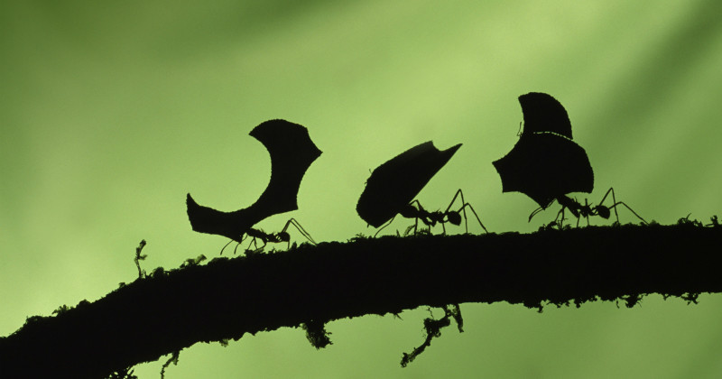Myror i vetenskapsdokumentären "Insekter med superkrafter" i SVT Play