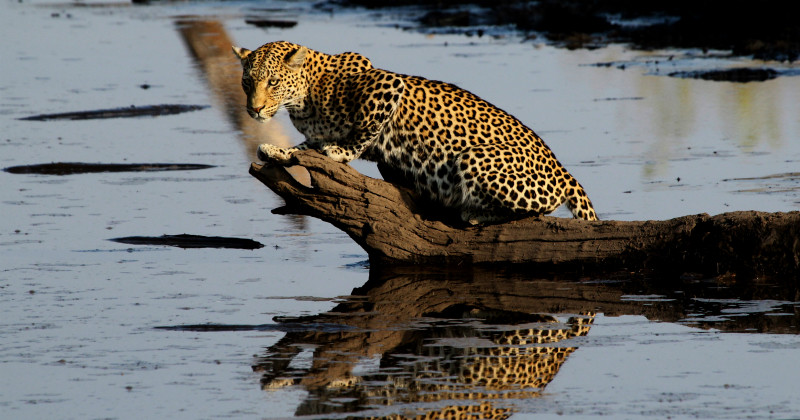 Leopard i naturfilmen Leoparder som fiskar i SVT Play