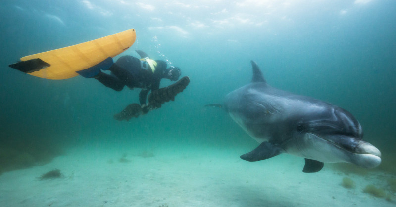 Dykare och delfin i dokumentären "Dansa med delfiner" i UR Play