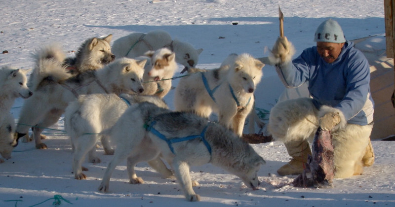 Man med hundar i dokumentären "Portvakterna i Arktis" i UR Play