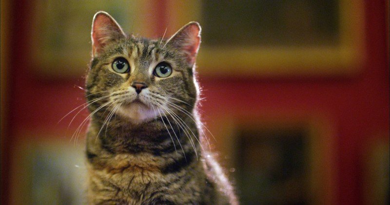 Katt i dokumentären Kattens hemliga liv i SVT Play