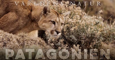Världens natur: Patagonien