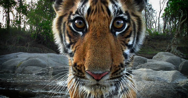 Tiger i naturfilmen "Tigern - med dold kamera" i SVT Play