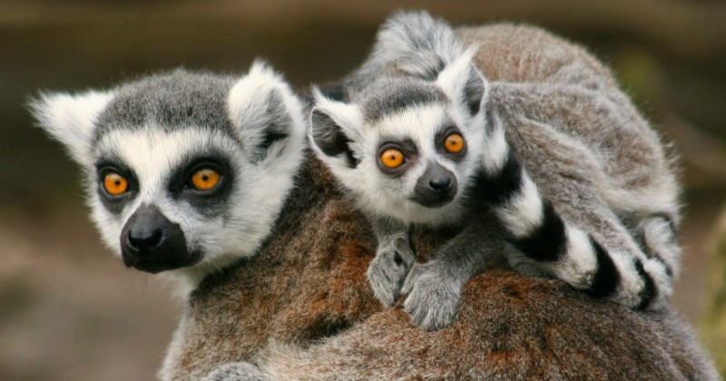 Lemurer i Madagaskars lemurer i SVT Play