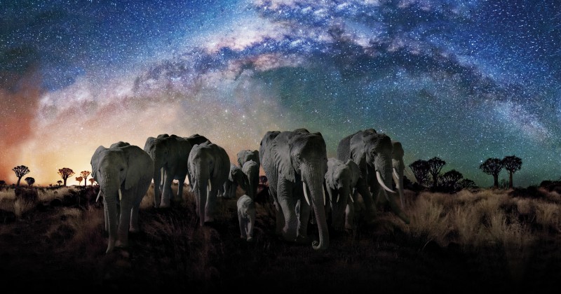 Elefanter i naturserien "Djurens nattliga hemligheter" på SVT Play