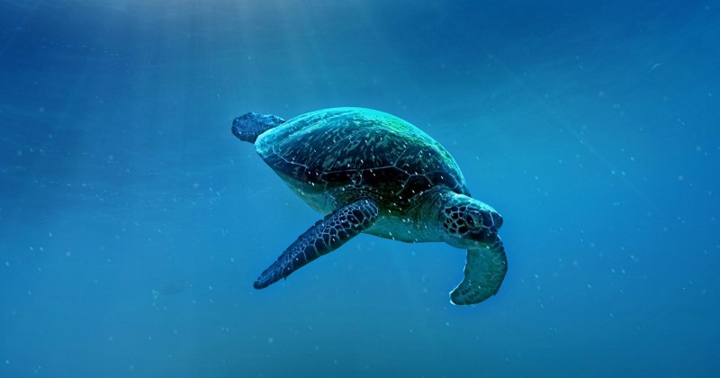 Havssköldpadda i "Stilla havets hemligheter" på SVT Play