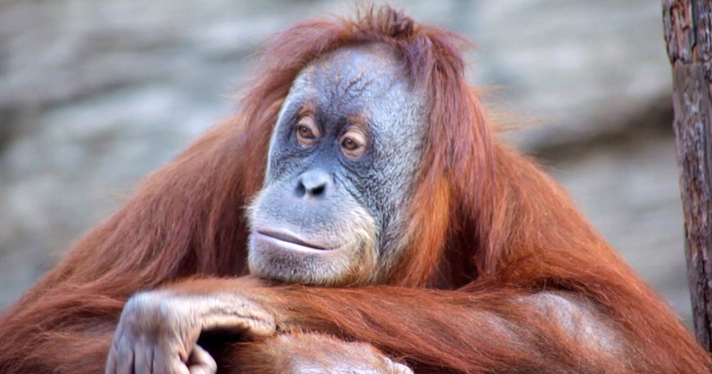 Orangutang i Vad säger djuren? på SVT Play